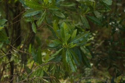 Dodonaea viscosa, photographed by Kevin Faccenda