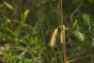 Setaria parviflora, photographed by Kevin Faccenda