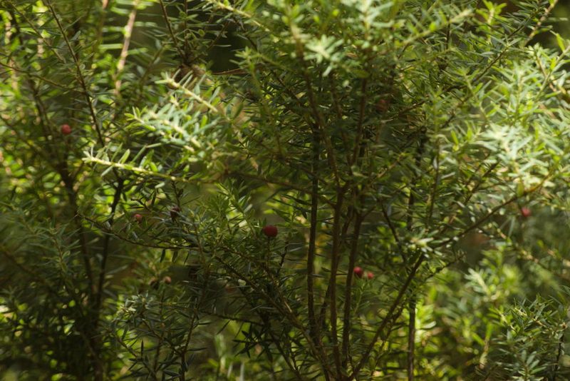 Leptecophylla tameiameiae, photographed by Kevin Faccenda