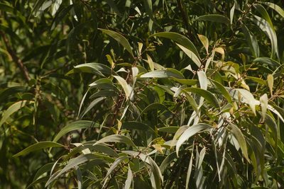Acacia heterophylla