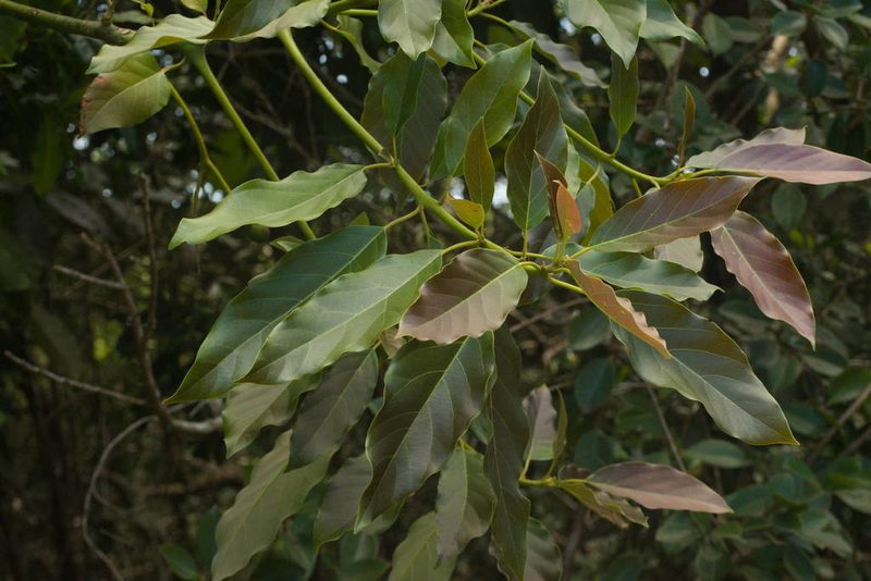 Persea americana, photographed by Kevin Faccenda