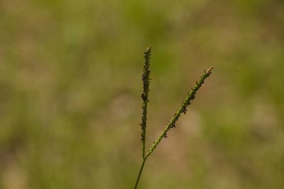 Paspalum notatum, photographed by Kevin Faccenda