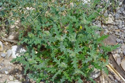 Cevallia sinuata, photographed by Michelle W. （鍾偉瑋）