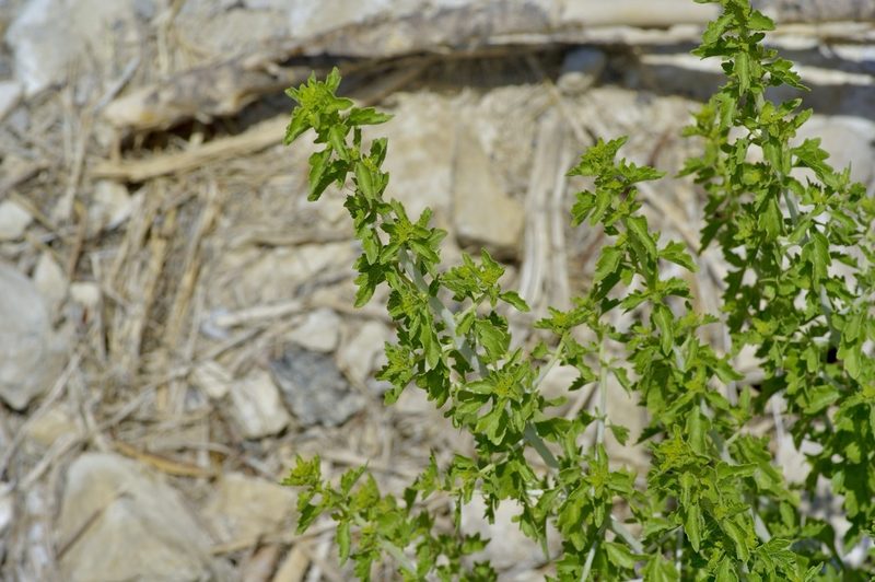 Brickellia laciniata, photographed by Michelle W. （鍾偉瑋）