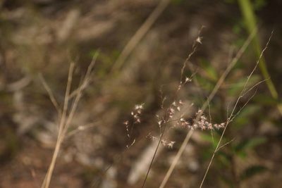 Melinis repens, photographed by Kevin Faccenda