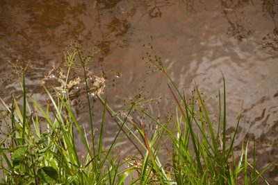 Juncus planifolius, photographed by Kevin Faccenda