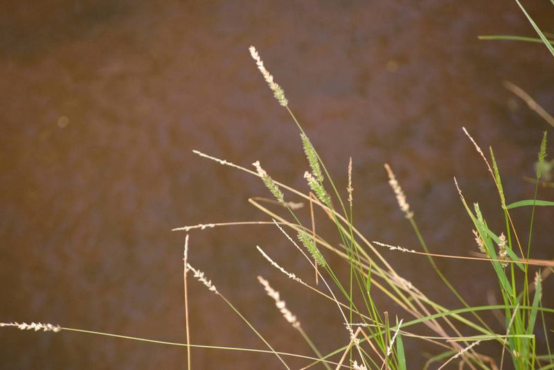 Sacciolepis indica, photographed by Kevin Faccenda