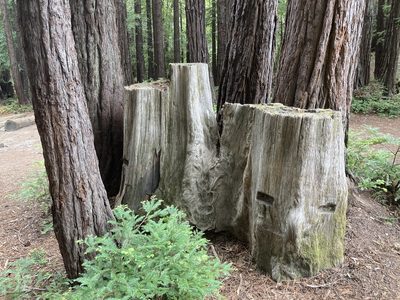 Sequoia sempervirens, photographed by Adam J. Searcy