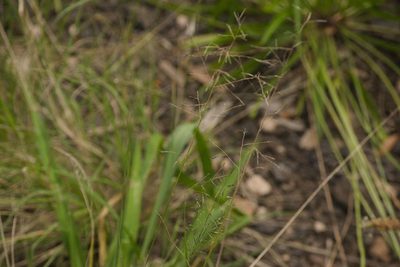 Eragrostis tenuifolia, photographed by Kevin Faccenda