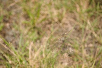 Eragrostis tenuifolia, photographed by Kevin Faccenda