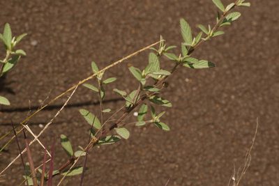 Waltheria indica, photographed by Kevin Faccenda