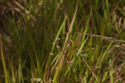 Melinis repens, photographed by Kevin Faccenda