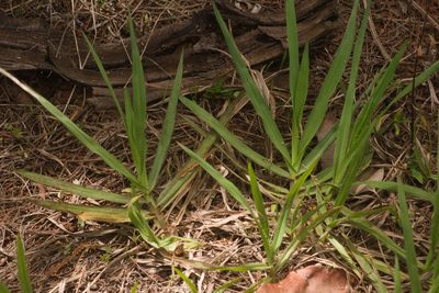 Paspalum notatum, photographed by Kevin Faccenda