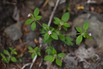 Collomia heterophylla