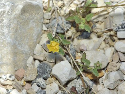 Sida abutilifolia