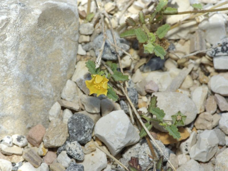 Sida abutilifolia, photographed by Michelle W. （鍾偉瑋）
