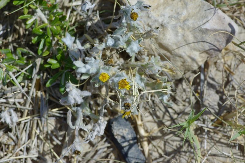 Thymophylla micropoides, photographed by Michelle W. （鍾偉瑋）