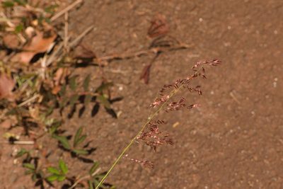 Melinis repens, photographed by Kevin Faccenda