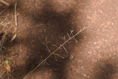 Eragrostis tenuifolia, photographed by Kevin Faccenda