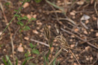 Chloris barbata, photographed by Kevin Faccenda