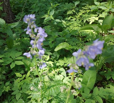 Polemonium caeruleum, photographed by Pavel Borodin