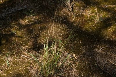 Eragrostis tenuifolia, photographed by Kevin Faccenda