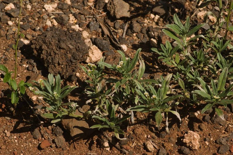 Euploca procumbens, photographed by Kevin Faccenda