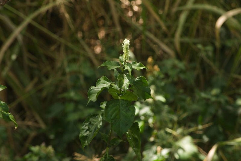 Nicoteba betonica, photographed by Kevin Faccenda