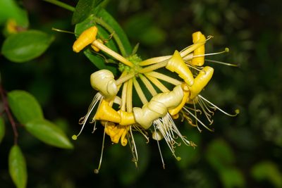 Lonicera periclymenum, photographed by Andrew Skotnicki