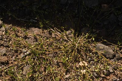 Sida ciliaris, photographed by Kevin Faccenda