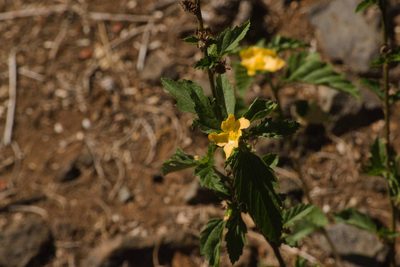 Malvastrum coromandelianum, photographed by Kevin Faccenda