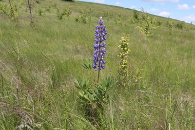 Lupinus polyphyllus, photographed by Liubov Ilminska