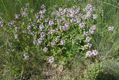 Thymus pannonicus, photographed by Liubov Ilminska