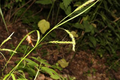 Carex sylvatica, photographed by Liubov Ilminska
