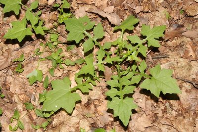 Cicerbita muralis, photographed by Liubov Ilminska