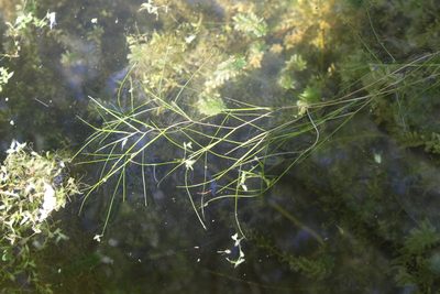 Stuckenia pectinata, photographed by Liubov Ilminska