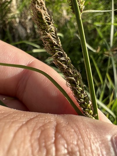Carex emoryi, photographed by Jared Shorma