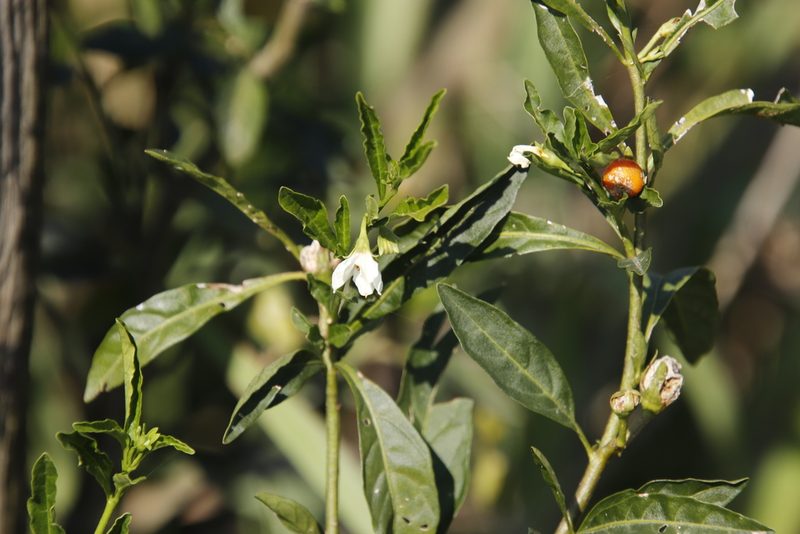 Solanum pseudocapsicum, photographed by Tony Rebelo