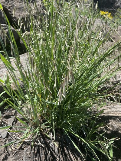 Melica stricta, photographed by Trevor Schalla