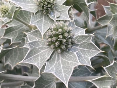 Eryngium maritimum, photographed by John Kenrick Gibson
