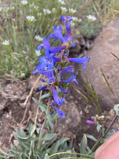 Penstemon roezlii, photographed by Trevor Schalla