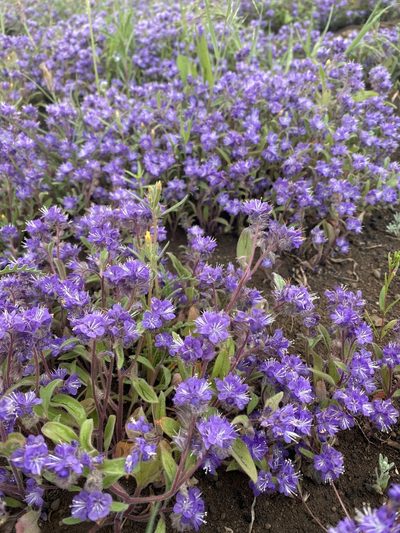 Phacelia humilis, photographed by Trevor Schalla