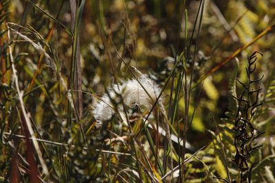 Imperata cylindrica, photographed by Tony Rebelo