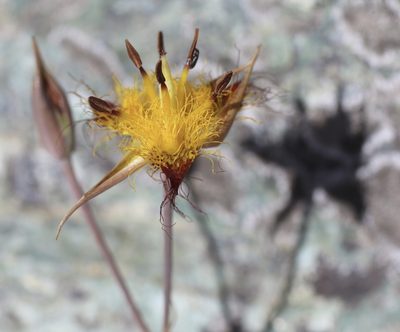 Calochortus obispoensis, photographed by Cricket Raspet
