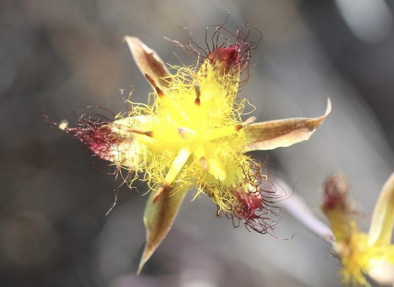 Calochortus obispoensis, photographed by Cricket Raspet