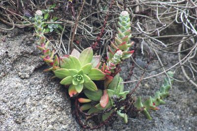 Dudleya farinosa