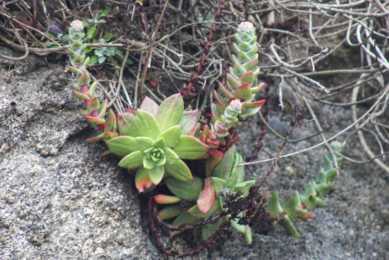 Dudleya farinosa, photographed by Wendy St. John
