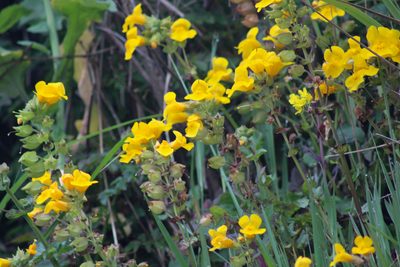 Erythranthe grandis, photographed by Wendy St. John
