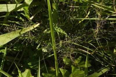 Eragrostis tenuifolia, photographed by Kevin Faccenda