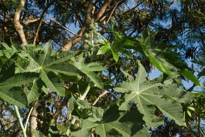 Ricinus communis, photographed by Kevin Faccenda